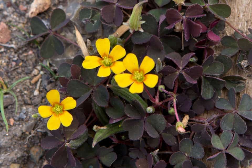 How To Get Rid Of Creeping Woodsorrel Trim That Weed