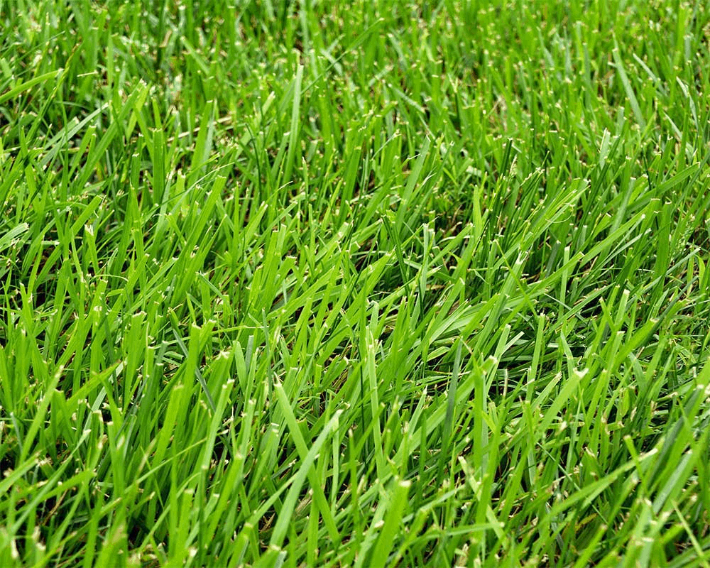 Kentucky 31 Tall Fescue Vs Kentucky Bluegrass What Do You Need To Know Before Growing Either 