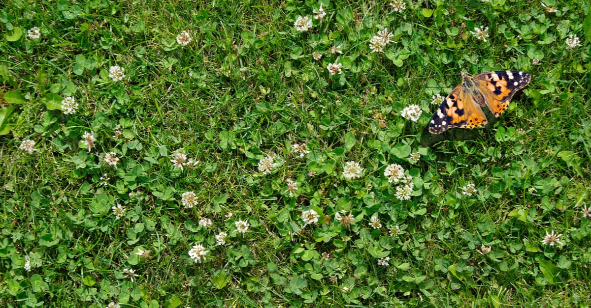 clover in grass
