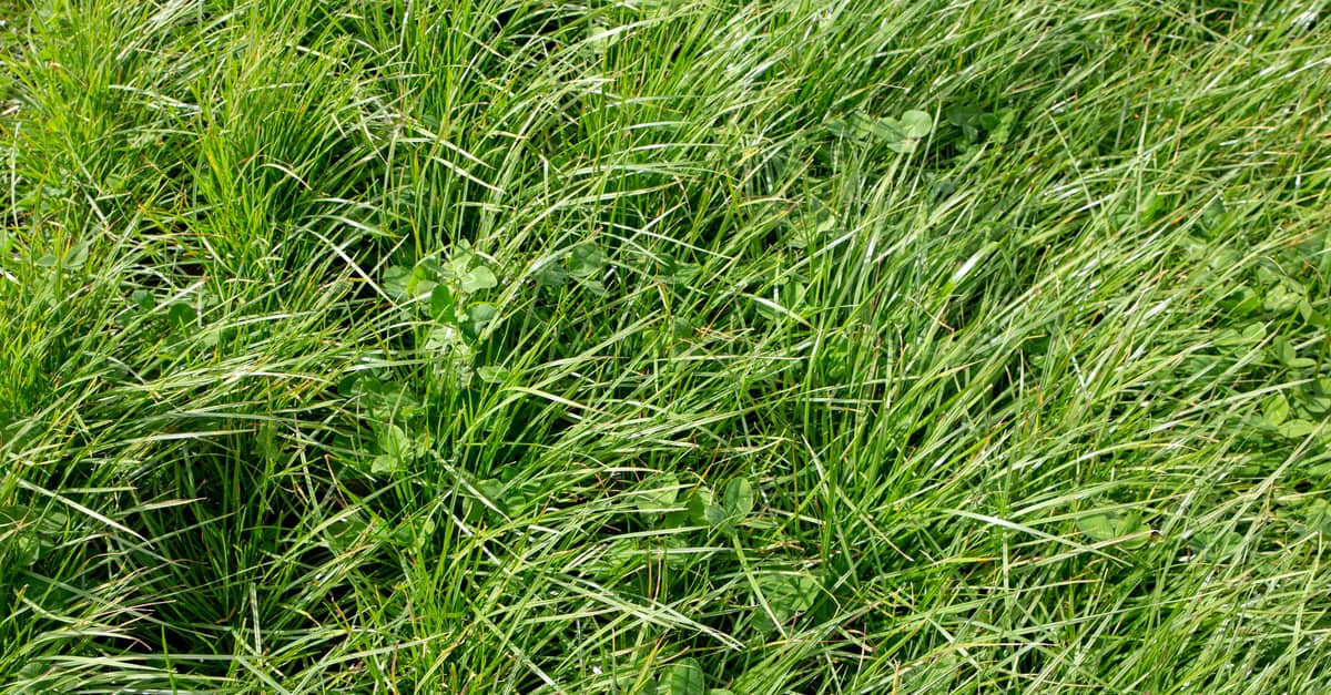 ryegrass