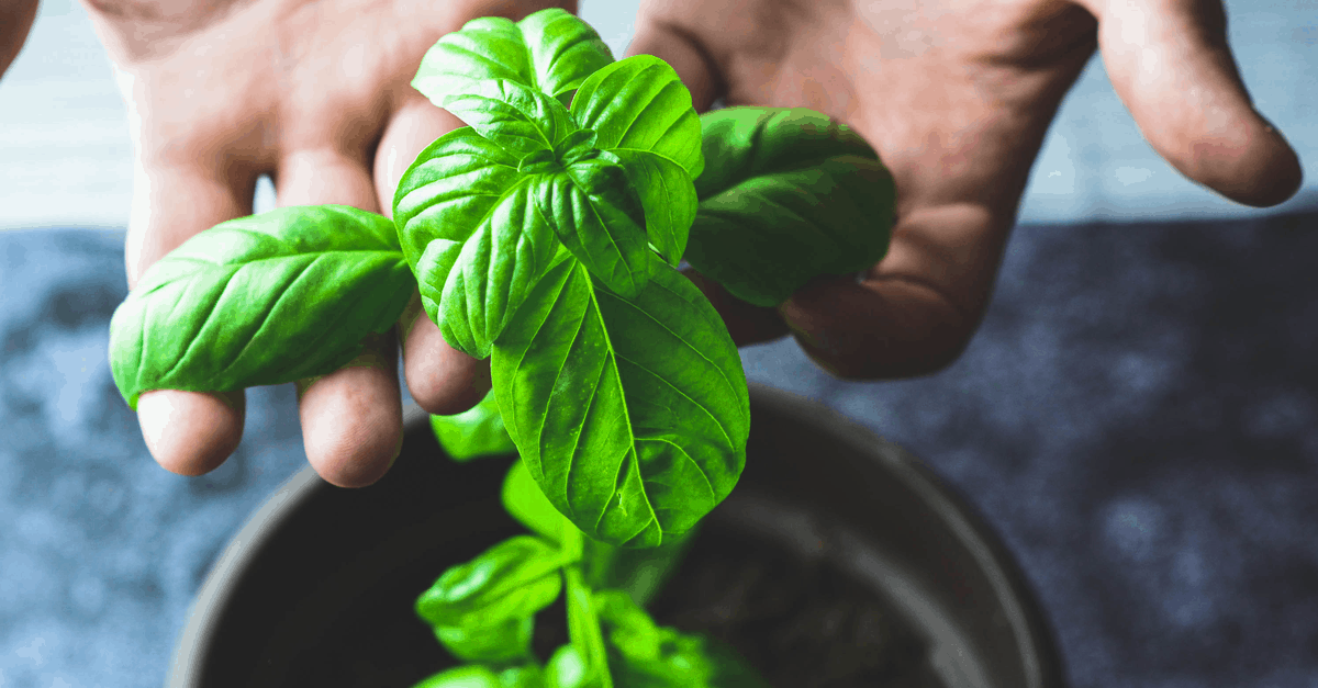 basil_plant Young Basil Plant