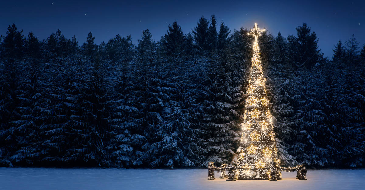 How To Put Christmas Lights On A Large Outdoor Tree Trim That Weed