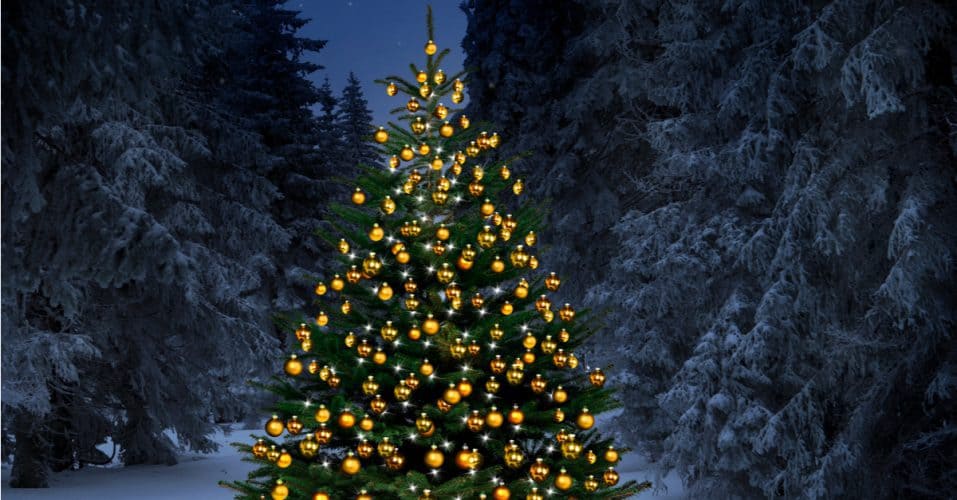 How To Put Christmas Lights On A Large Outdoor Tree Trim That Weed