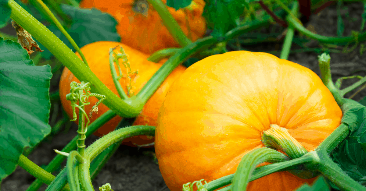 how_to_grow_pumpkin2 How to Grow Pumpkins