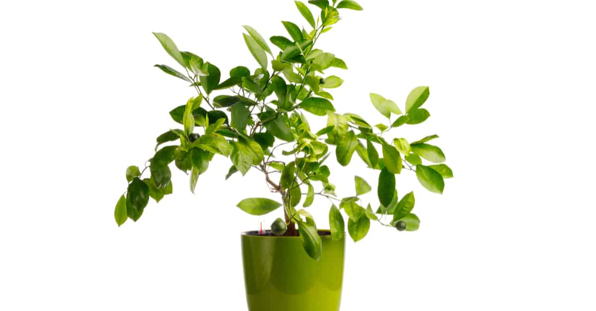 selfwatering_planter_01 self watering planter