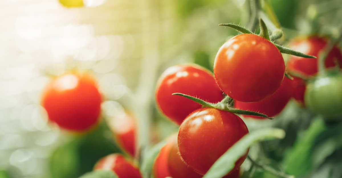 selfwatering_planter_03 self watering tomatoes