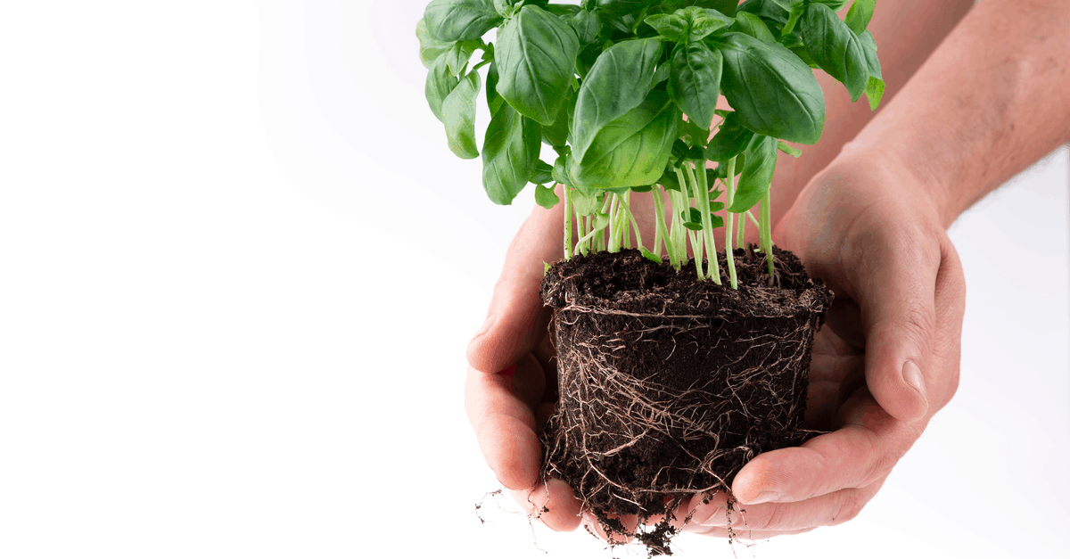 albahaca_basil_01 albahaca basil