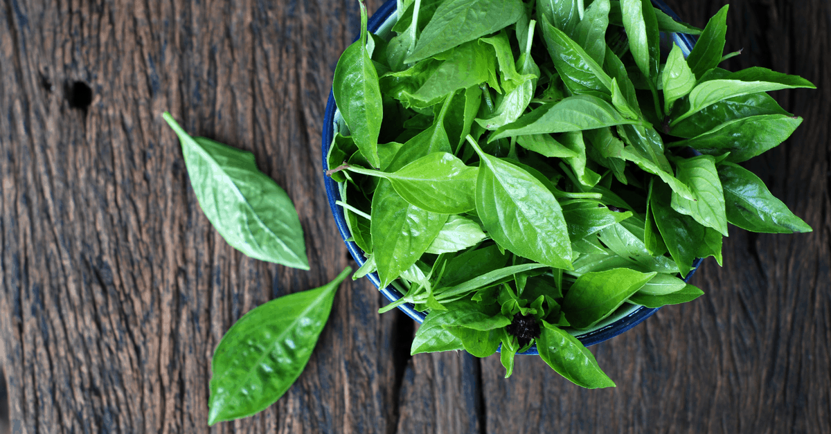 albahaca_basil_02 albahaca basil