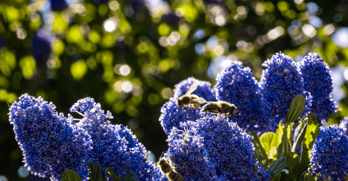 blue blossom ceanothus