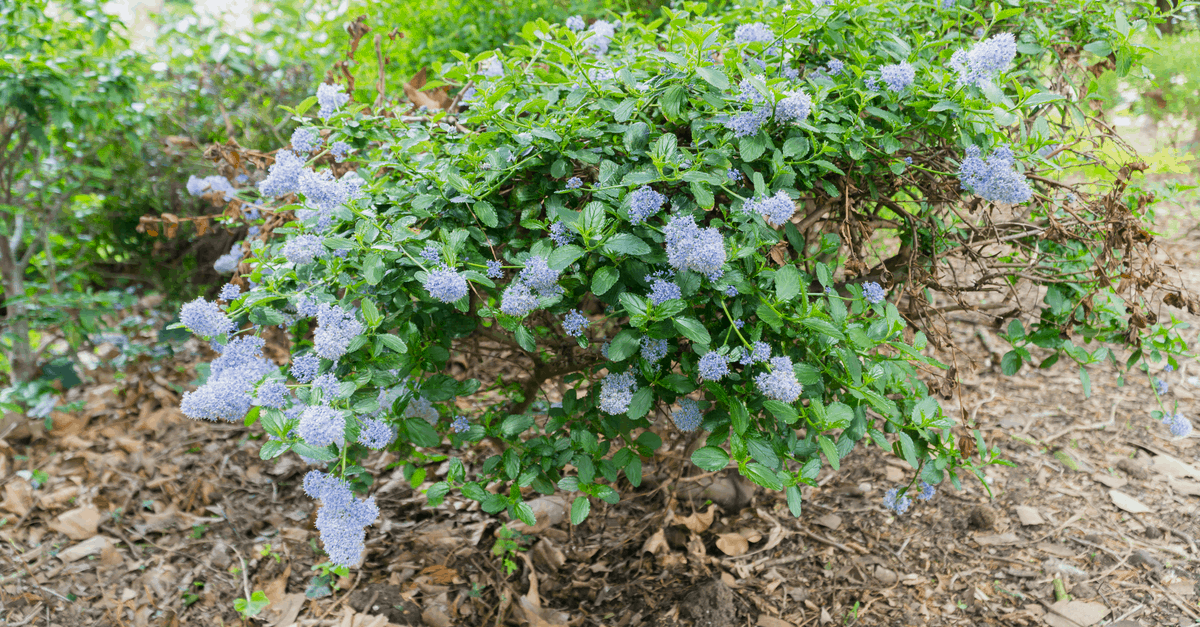 blue blossom ceanothus