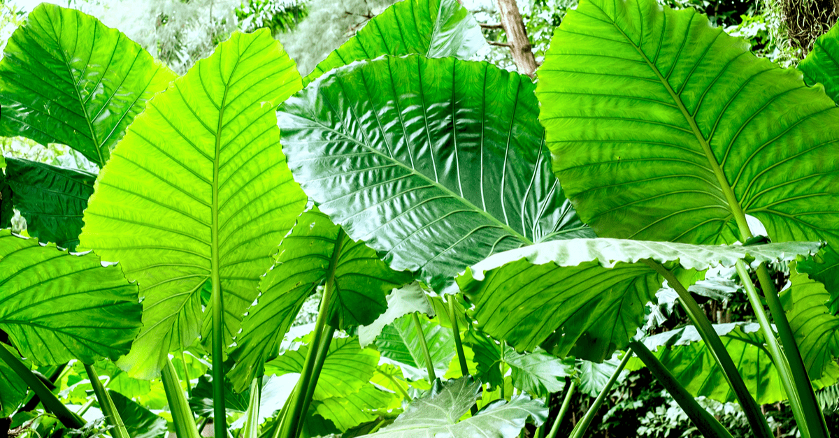 elephants_ear_01 elephants ear