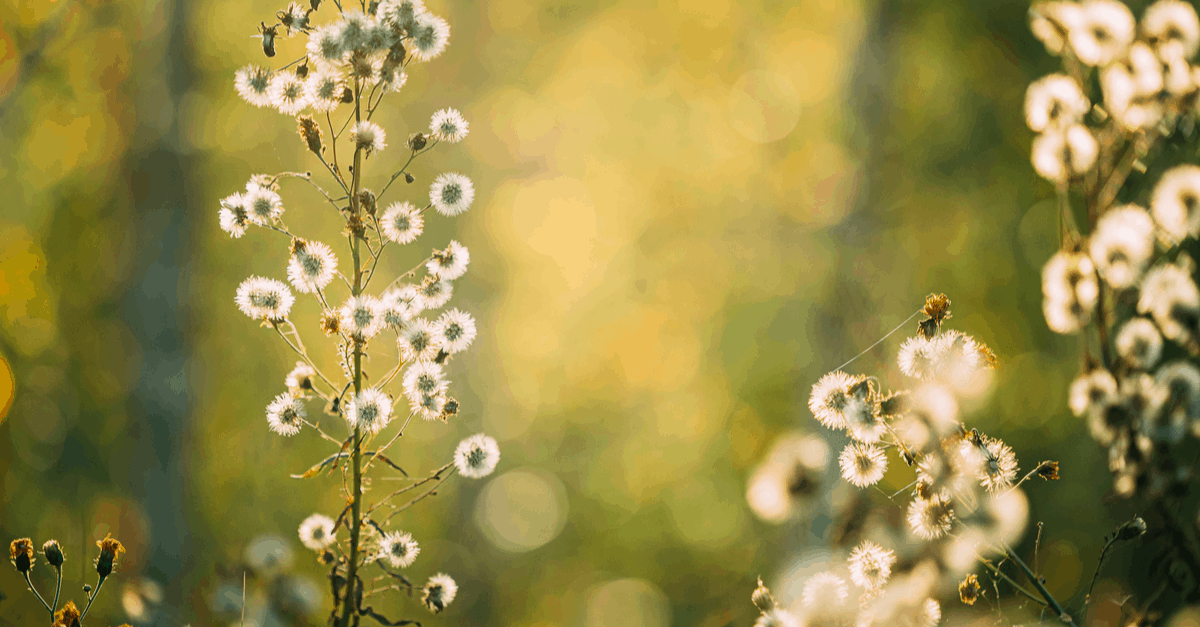 fleabane_02 fleabane