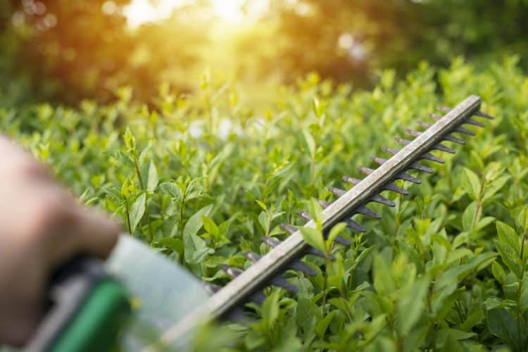 How To Sharpen Hedge Trimmer With Dremel? Trim That Weed