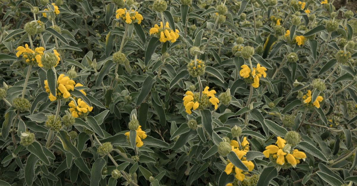 jerusalem_sage_01 Jerusalem Sage