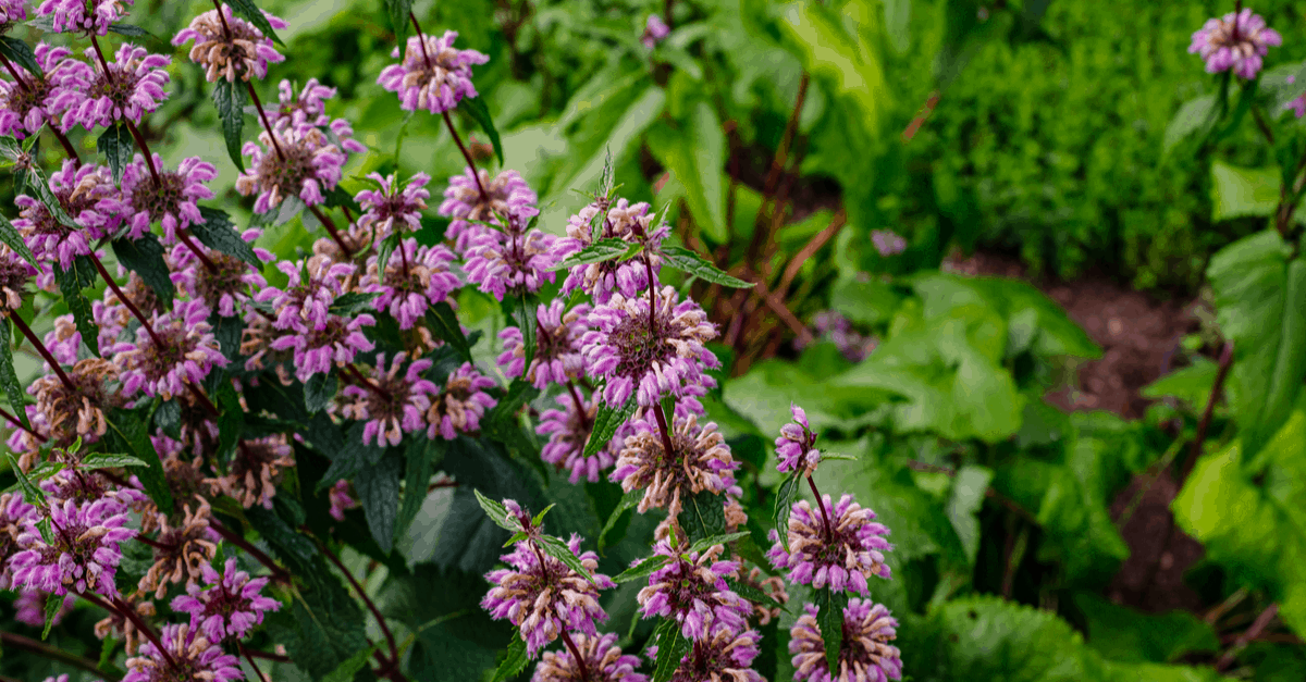 jerusalem_sage_02 Jerusalem Sage