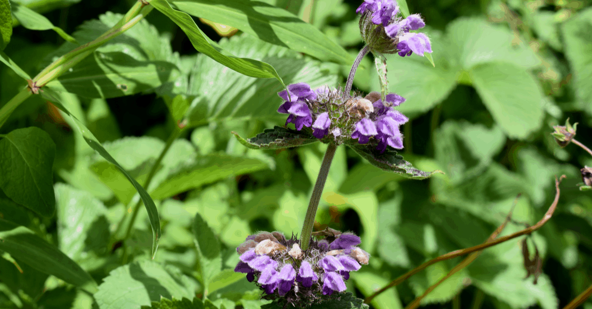 jerusalem_sage_03 Jerusalem Sage