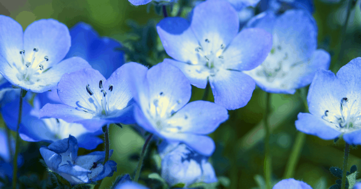 nemophila_02 nemophila