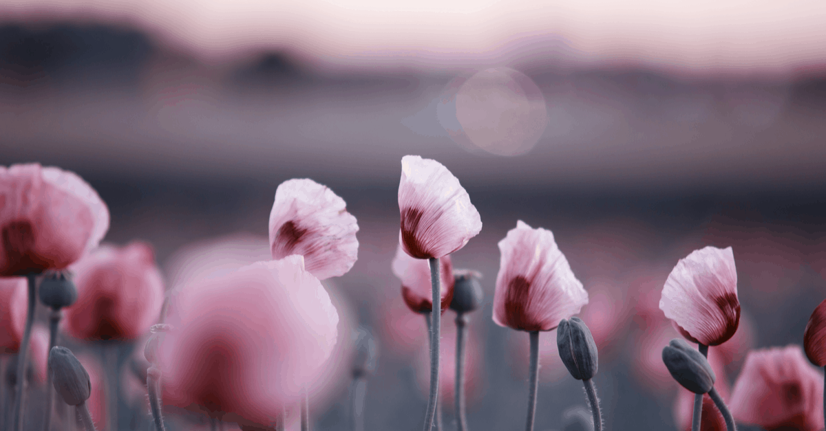 poppy flower