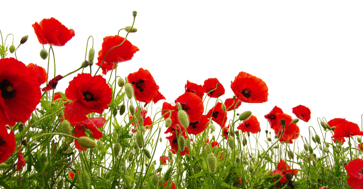 poppy flower