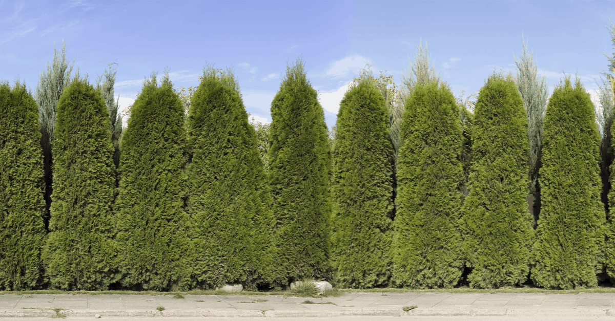 privacy tree