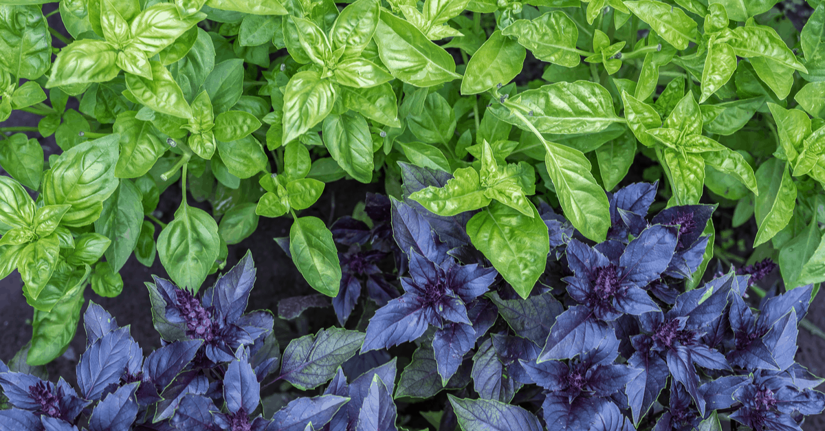 spider repellent basil