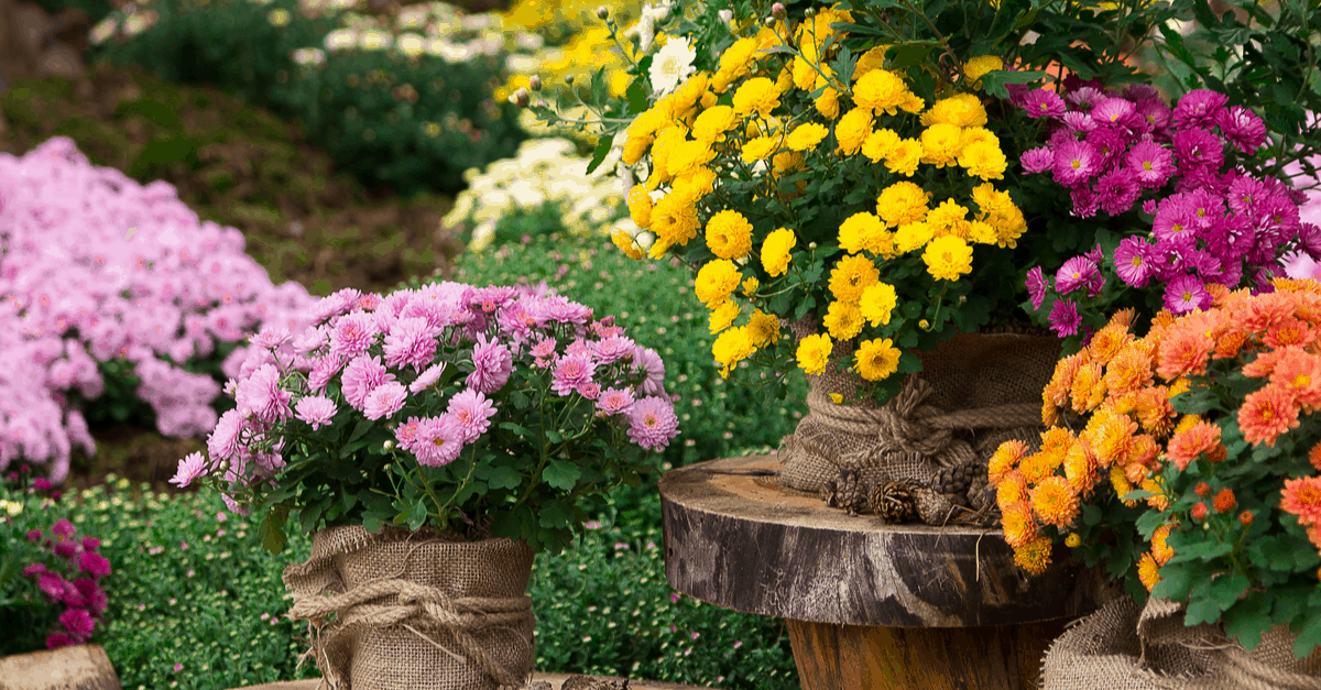 spider repellent chrysanthemums