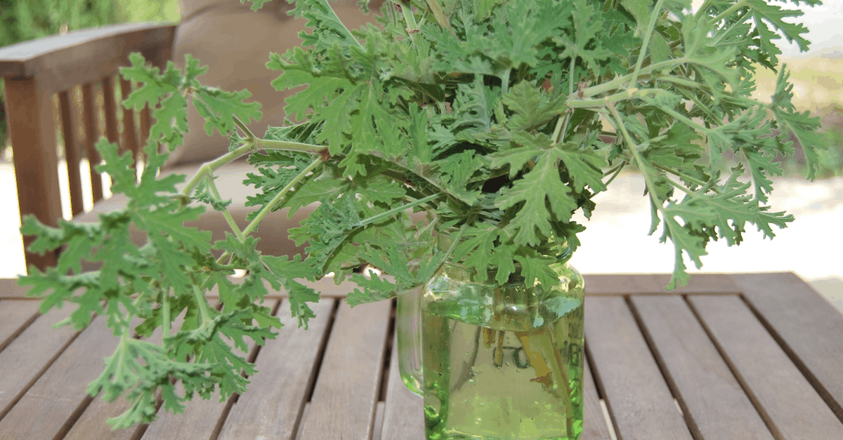 spider repellent citronella