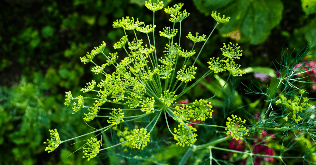 spider repellent dill