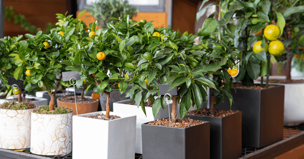 spider repellent dwarf citrus tree