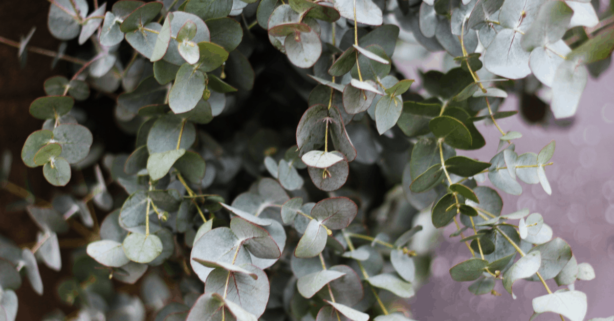 spider repellent eucalyptus