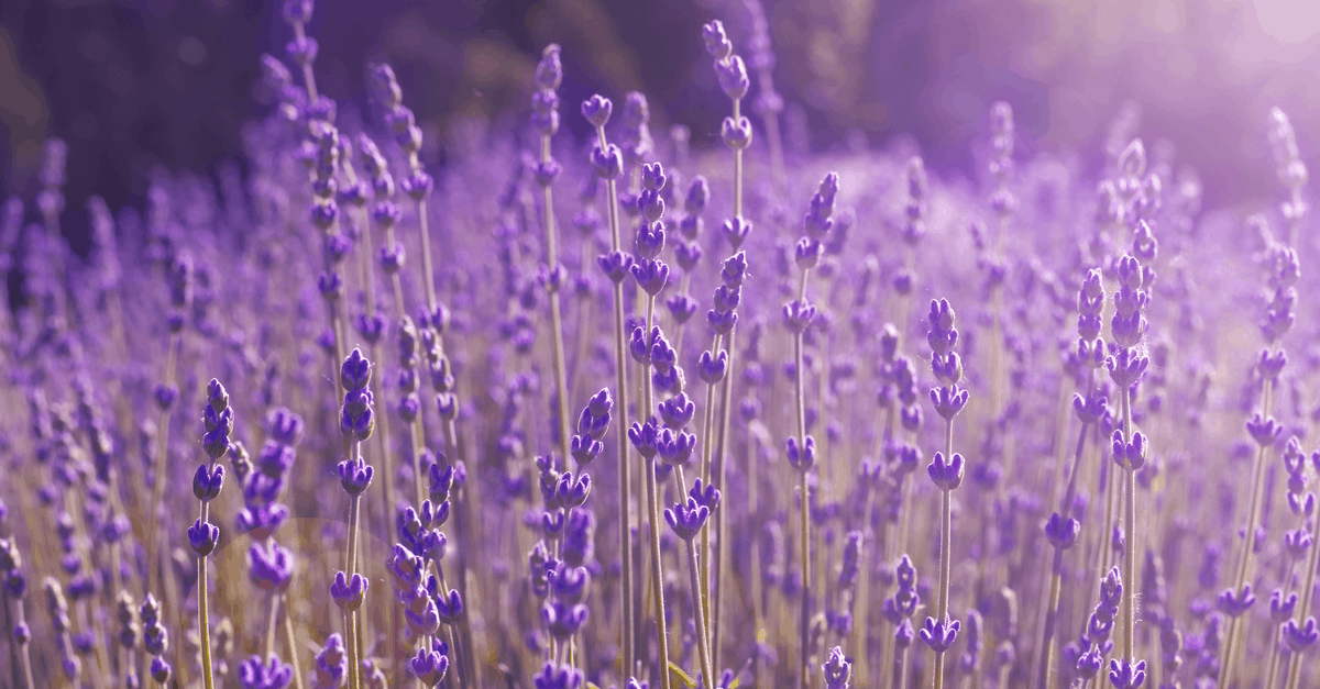 spider repellent lavender