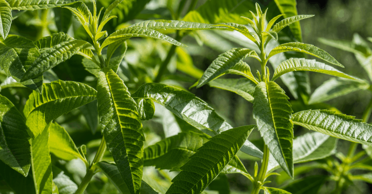 spider repellent lemon verbena