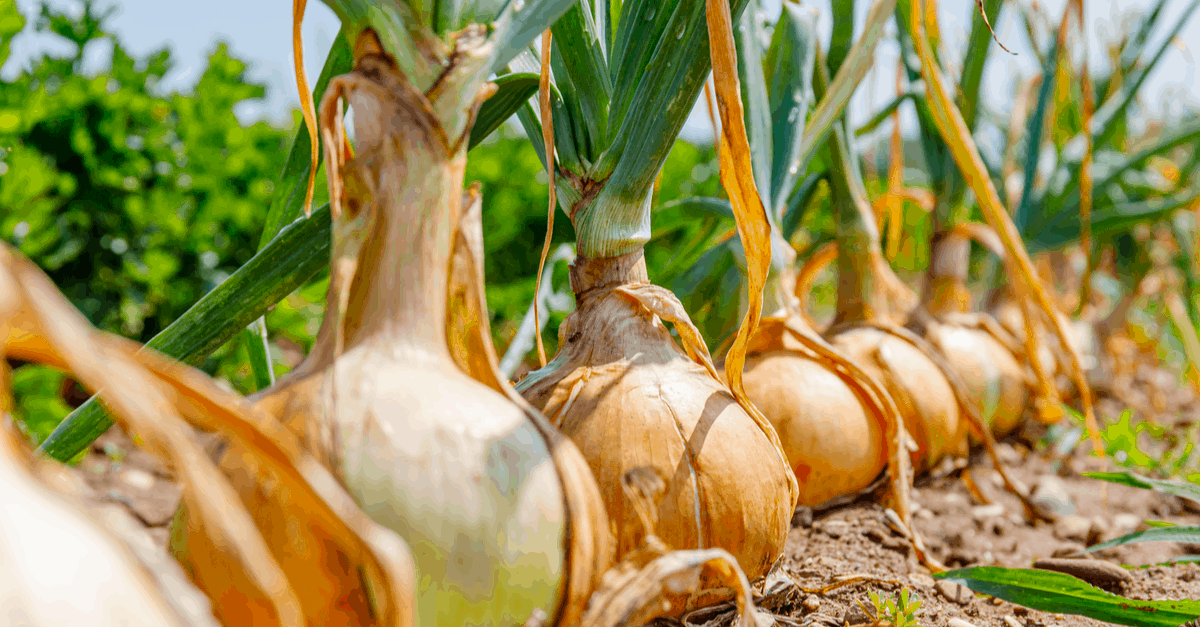 spider repellent onions