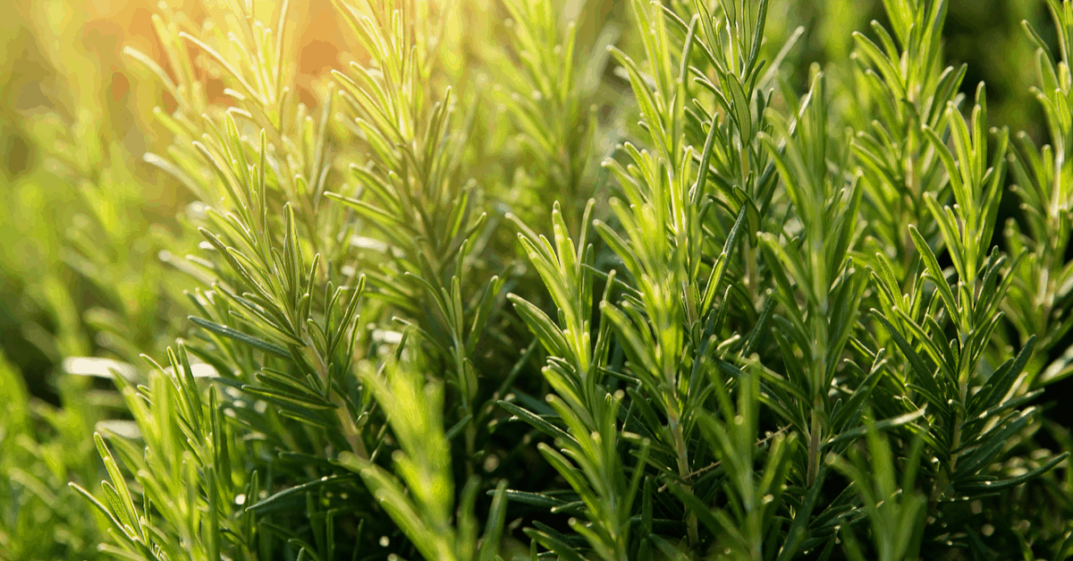 spider repellent rosemary