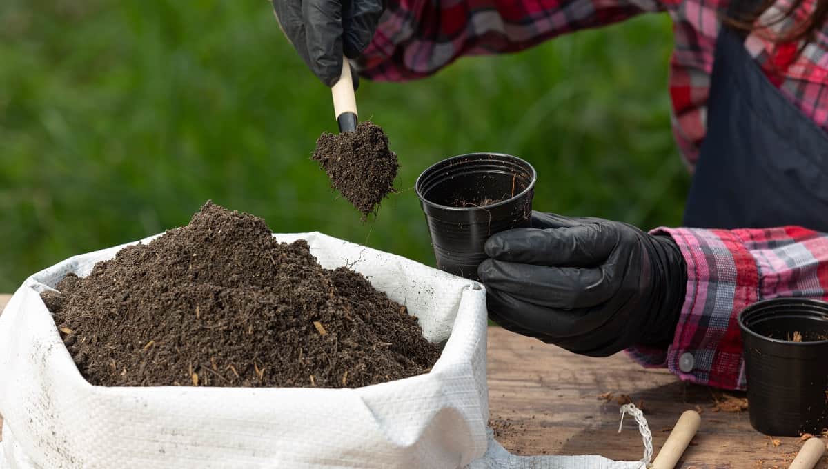 Best Garden Soil To Buy