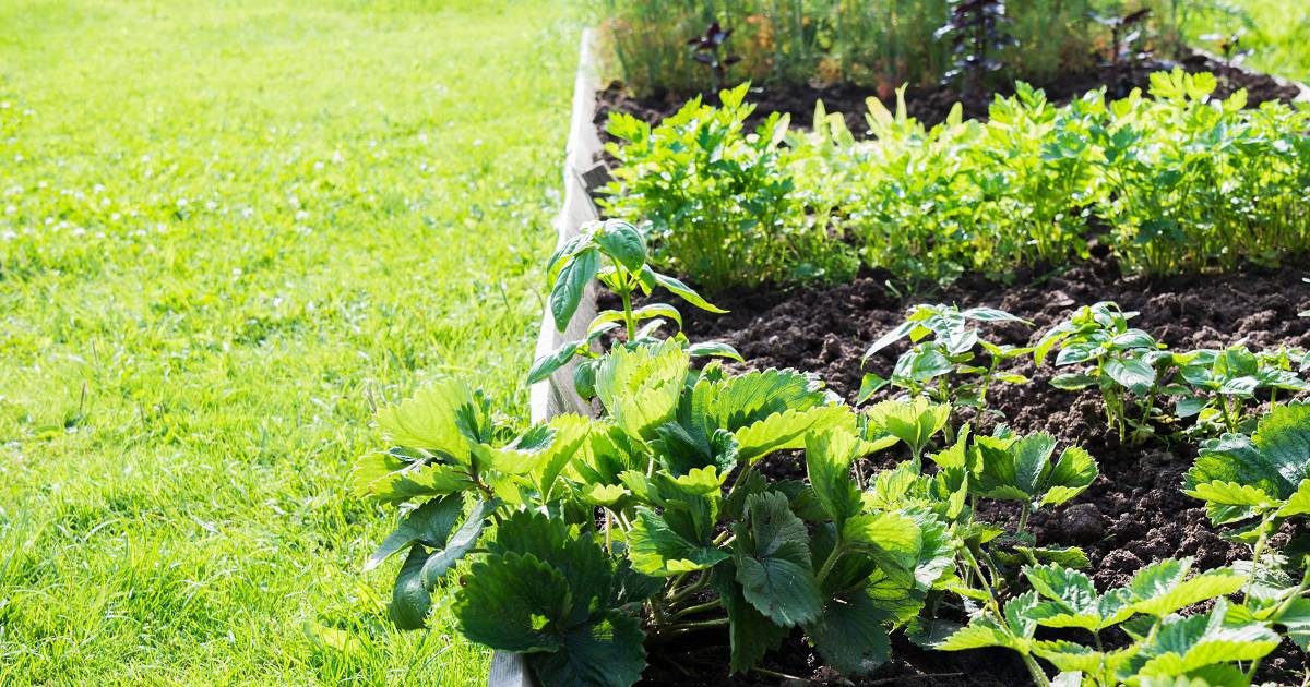 Best Mulch For Vegetable Garden