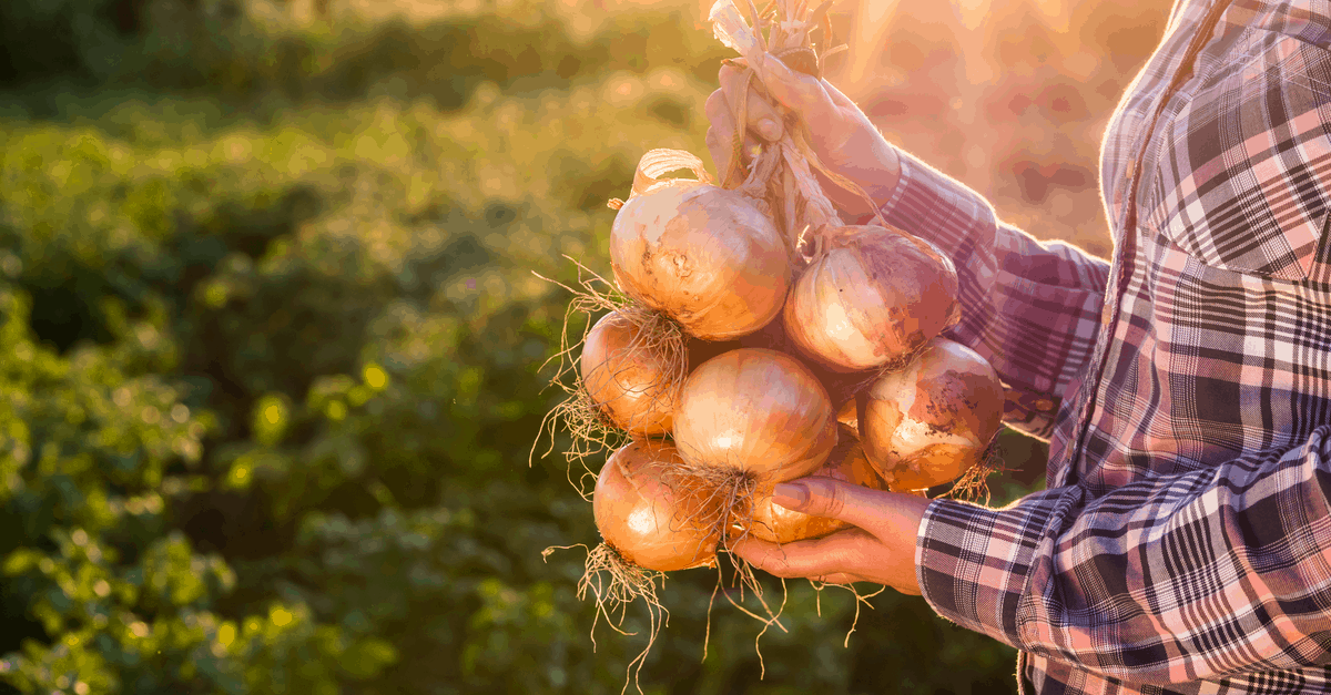 onion winter harvest