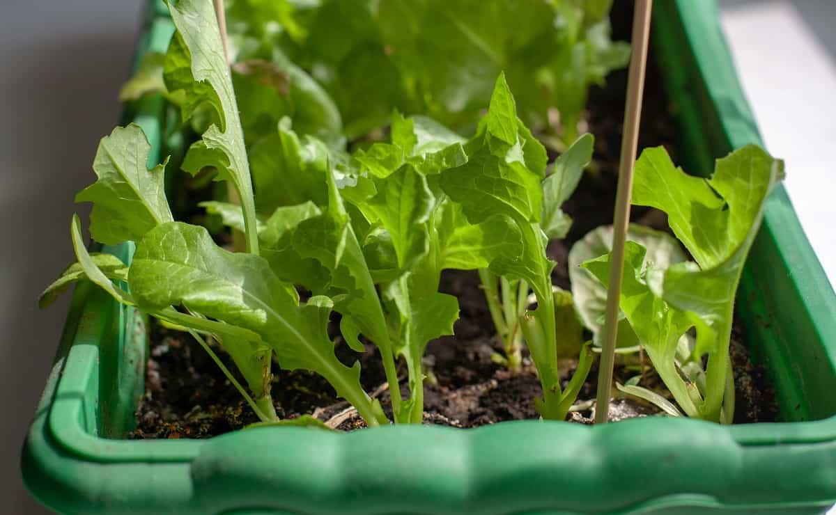 how-to-build-a-grow-box