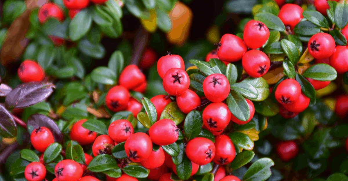 cotoneaster_02 cotoneaster plant