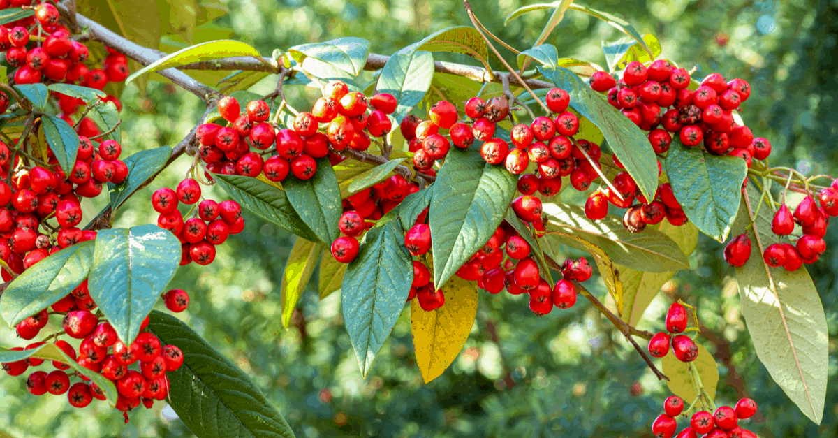 cotoneaster_03 cotoneaster shrub