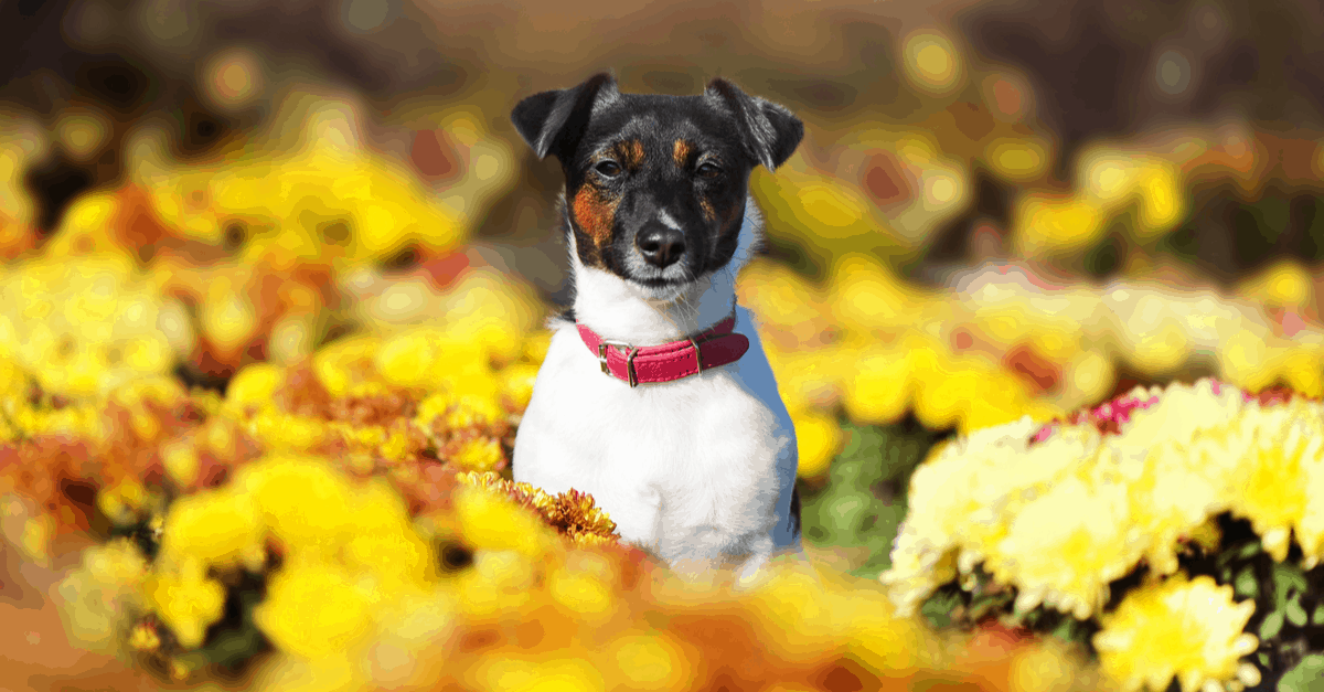 dog in flower bed