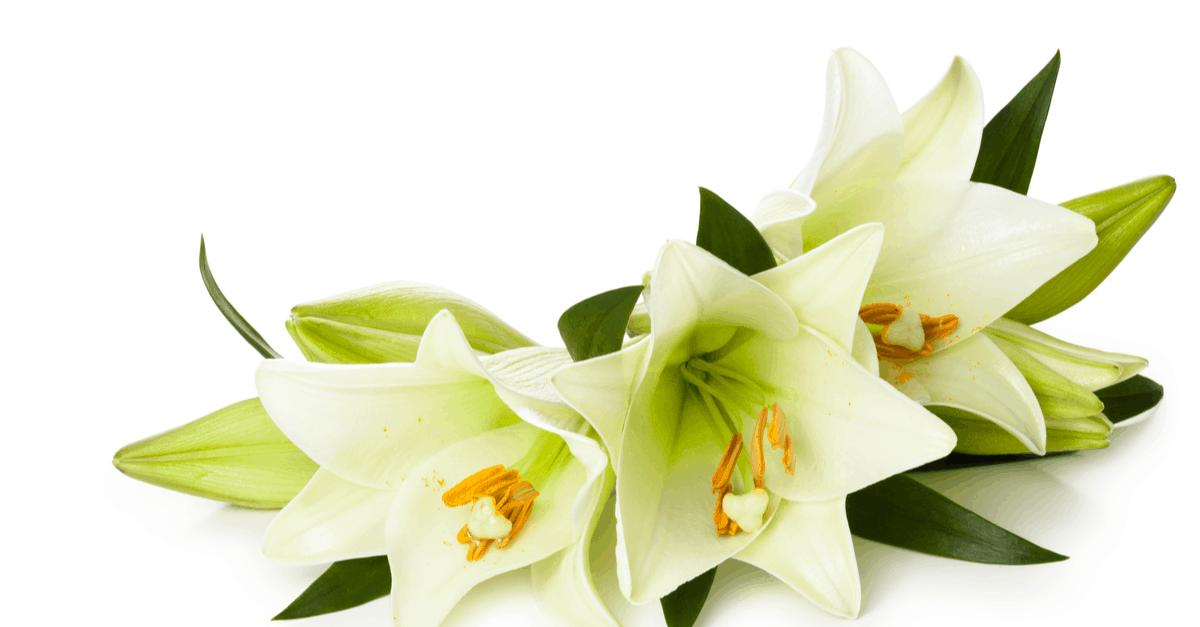 How to Plant, Grow, And Care for Your Easter Lilies Trim That Weed
