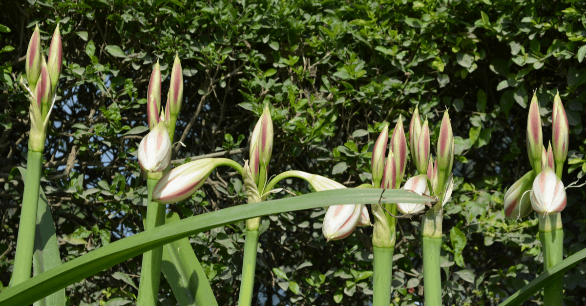 How to Plant, Grow, And Care for Your Easter Lilies Trim That Weed