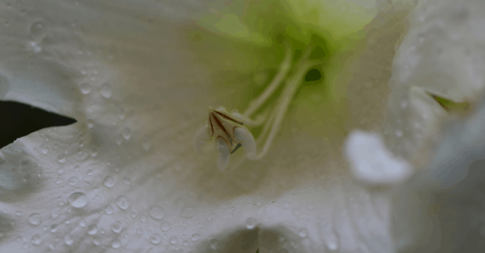 How to Plant, Grow, And Care for Your Easter Lilies - Trim That Weed