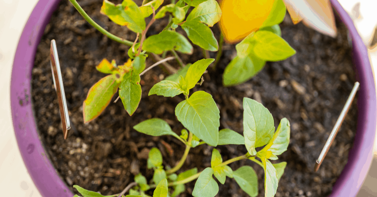 how_to_grow_blueberries_in_containers_01 blueberries planted in container