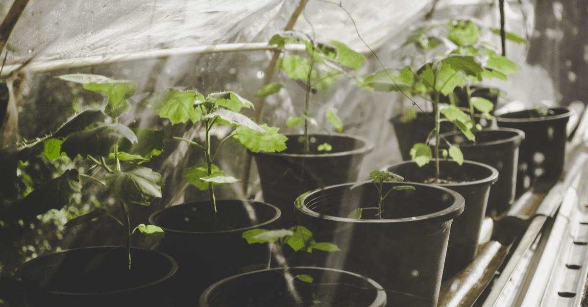 how_to_increase_humidity_in_grow_tent_01 tomatoes growing in grow tent