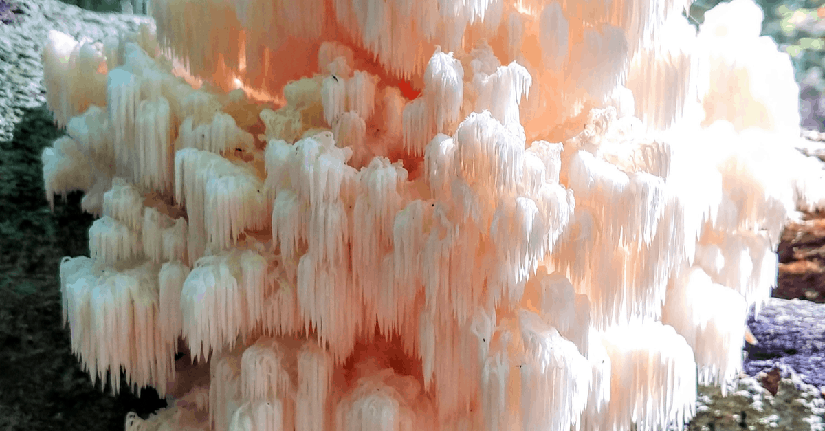 lions_mane_mushroom_01 lions mane mushroom