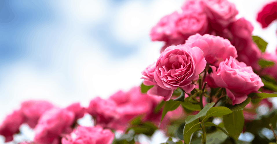 how-long-do-roses-last