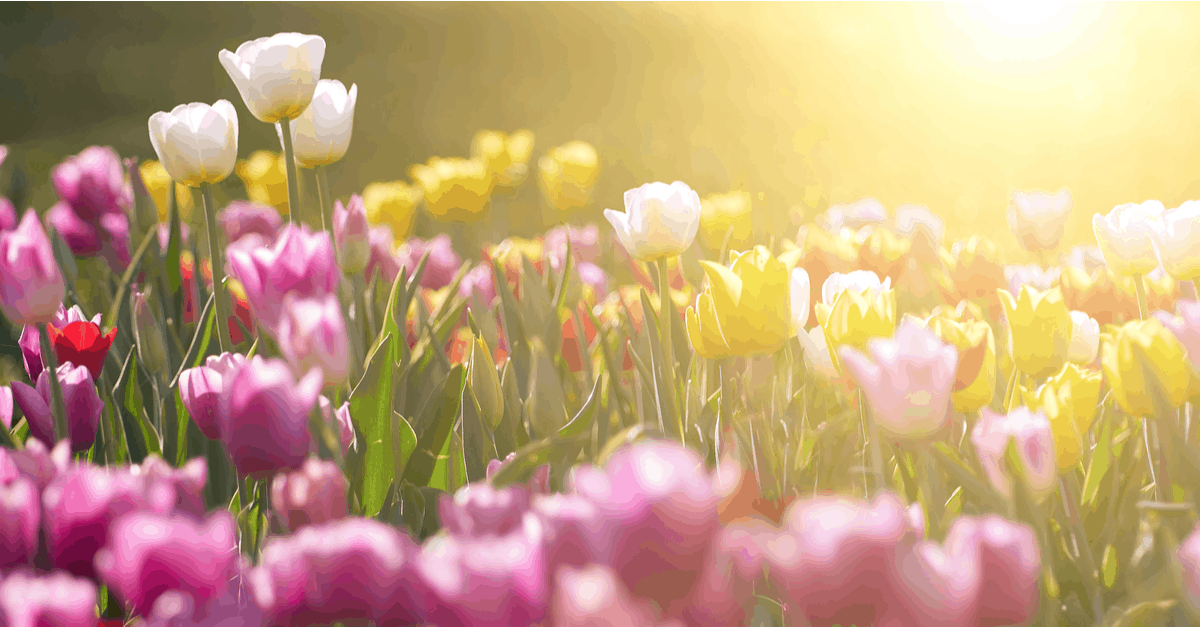 spring_blooming_flowers_03 tulips