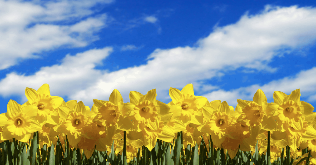 spring_blooming_flowers_04 daffodils